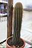 TRICHOCEREUS PASACANA VAR.SPINE GIALLE.jpg